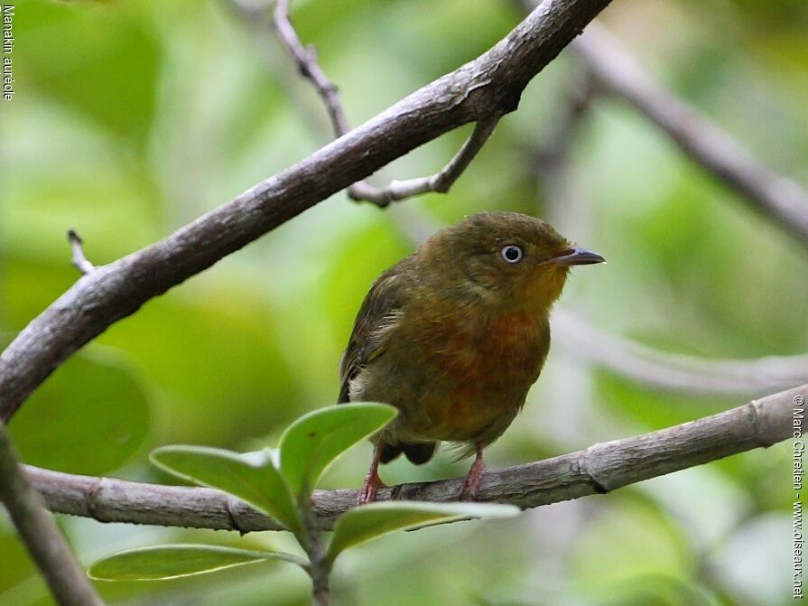 Crimson-hooded Manakin