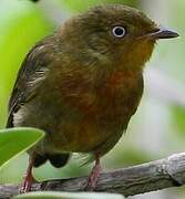 Crimson-hooded Manakin