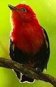 Crimson-hooded Manakin