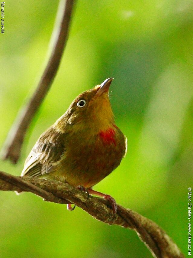 Crimson-hooded Manakin male immature