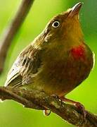 Crimson-hooded Manakin