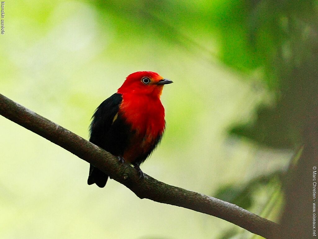 Crimson-hooded Manakin male adult