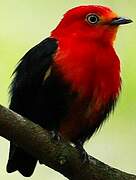 Crimson-hooded Manakin