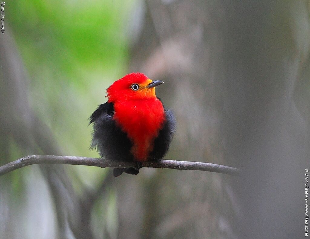 Crimson-hooded Manakin male