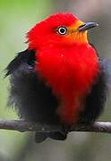 Crimson-hooded Manakin