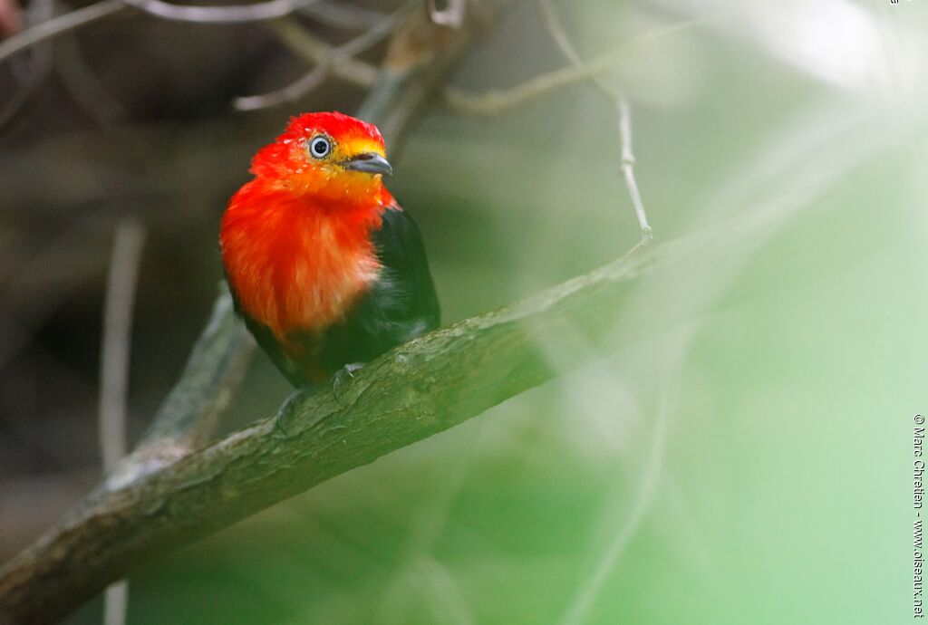 Crimson-hooded Manakin male adult