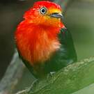 Manakin auréole