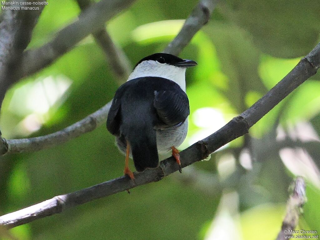 White-bearded Manakin male