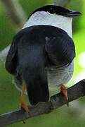 White-bearded Manakin