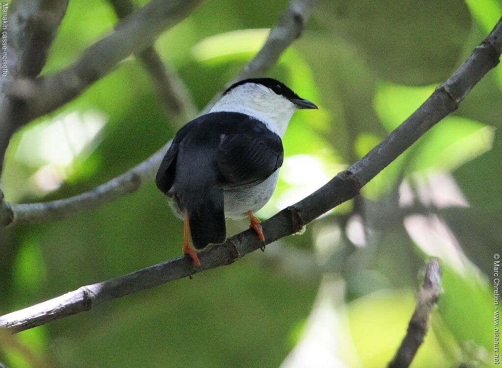 White-bearded Manakin