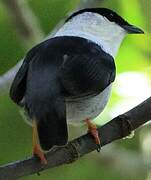 White-bearded Manakin