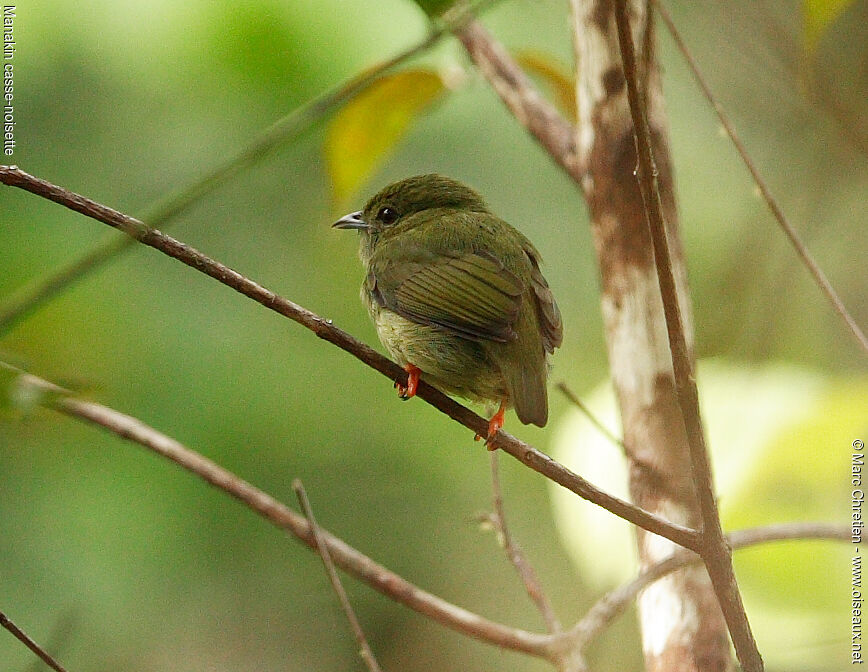 White-bearded Manakin female adult