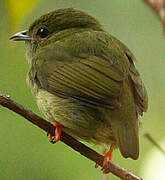 White-bearded Manakin