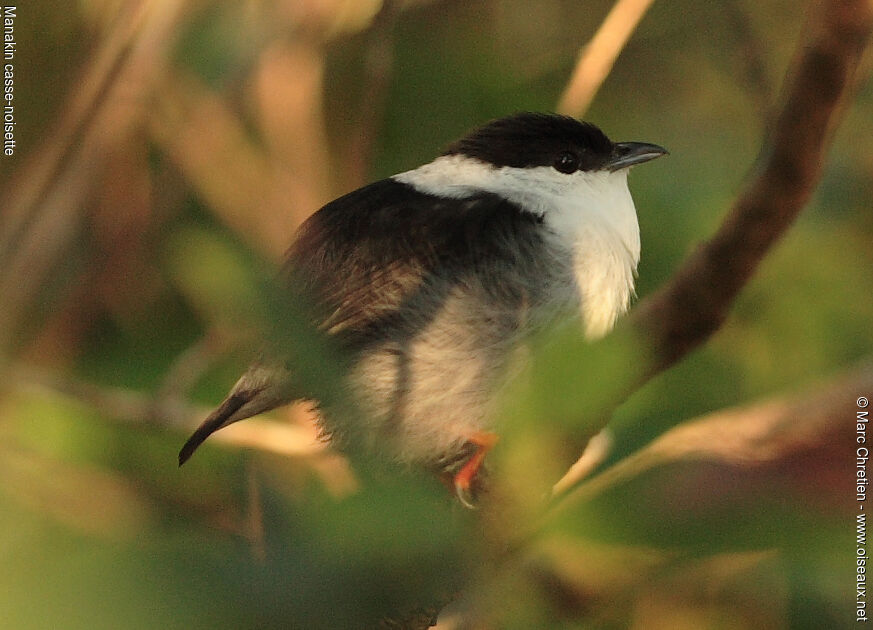 White-bearded Manakin male