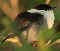 White-bearded Manakin