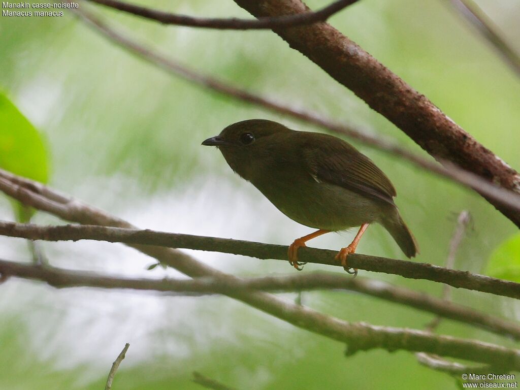 White-bearded Manakin female adult