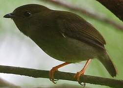 White-bearded Manakin