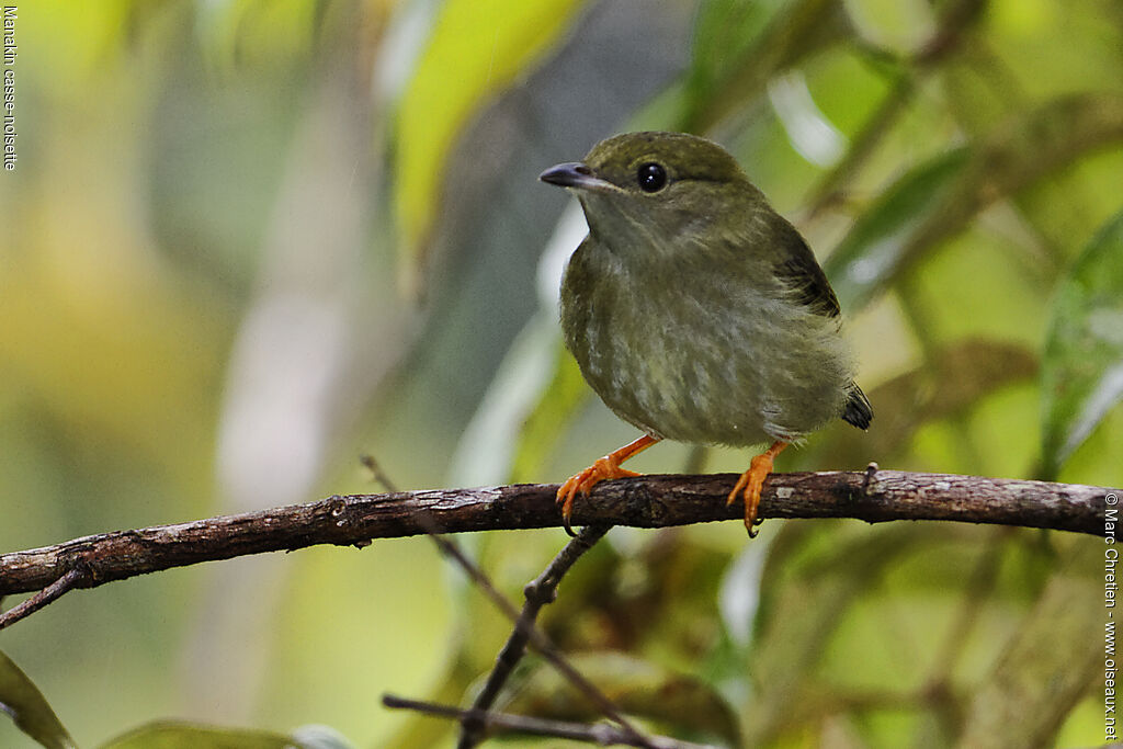 White-bearded Manakin female adult