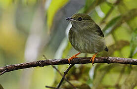 White-bearded Manakin