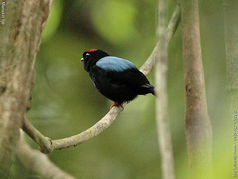 Blue-backed Manakin