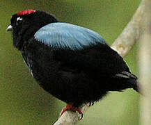 Blue-backed Manakin