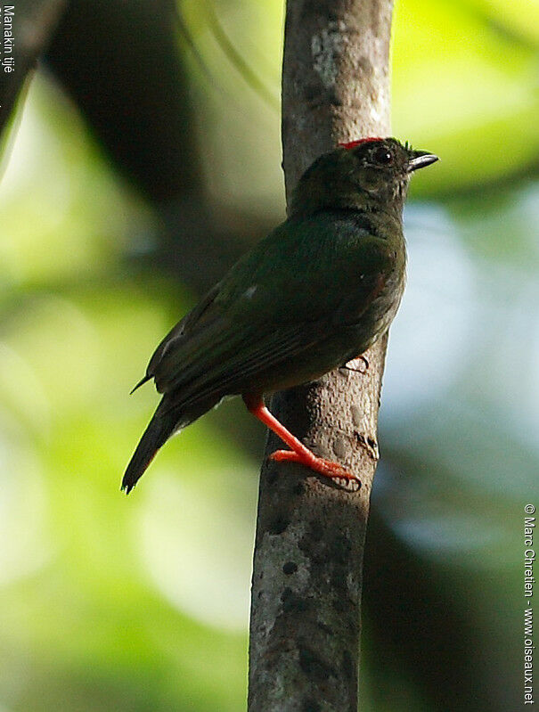 Manakin tijé mâle immature