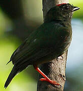 Blue-backed Manakin