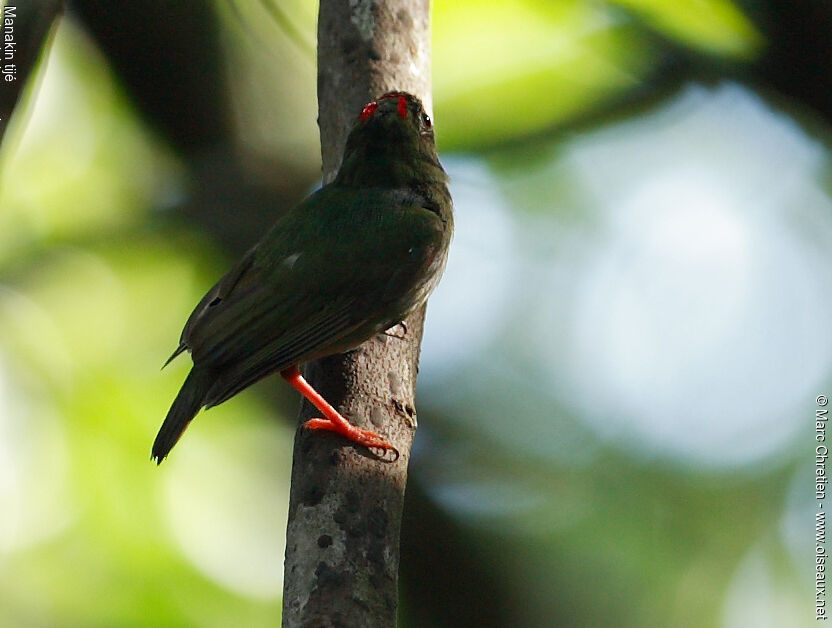 Blue-backed Manakin male immature