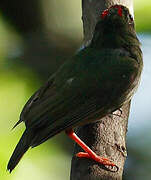 Blue-backed Manakin