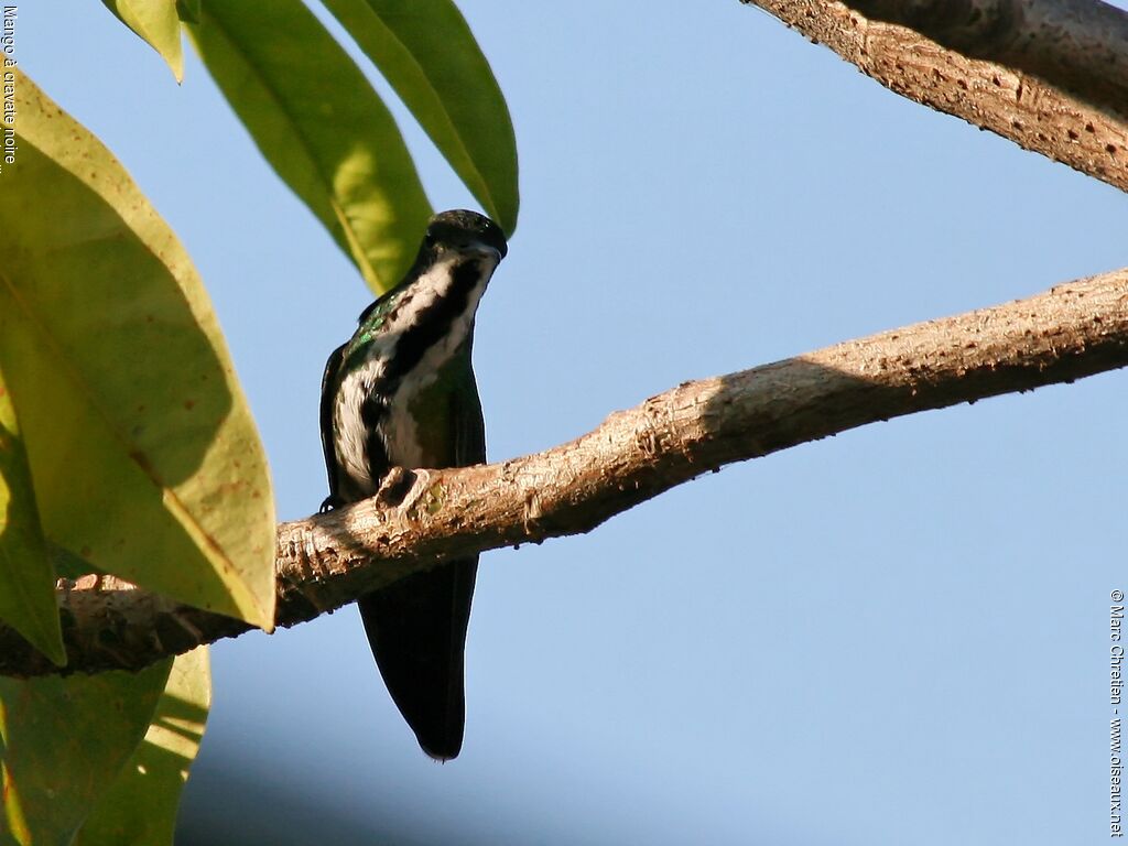 Mango à cravate noire