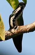 Black-throated Mango