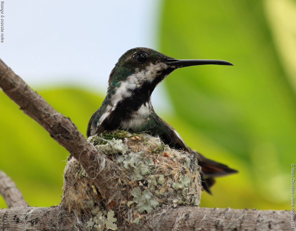 Black-throated Mangoadult