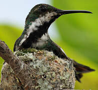 Black-throated Mango