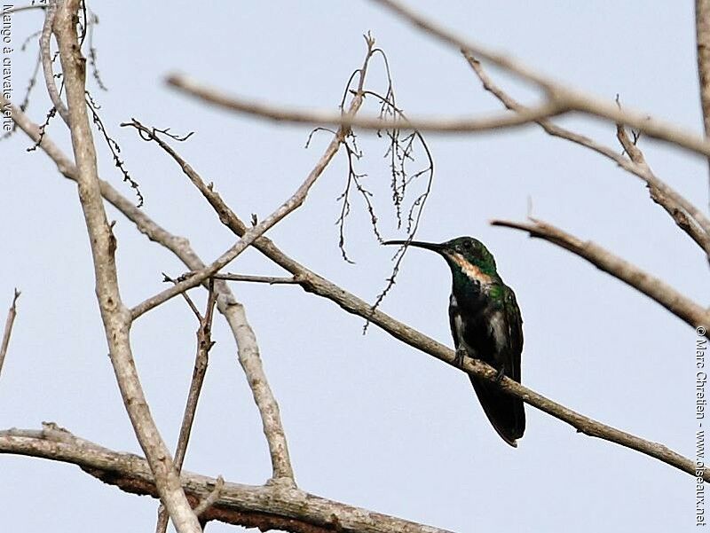 Mango à cravate verte mâle immature