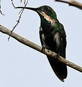 Green-throated Mango