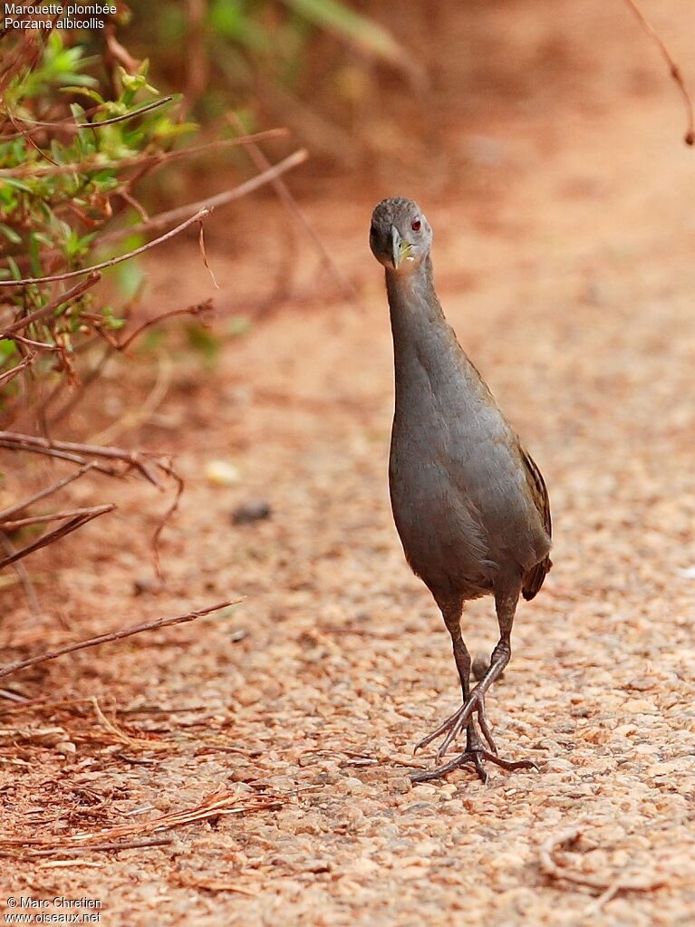 Ash-throated Crakeadult