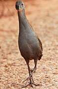 Ash-throated Crake