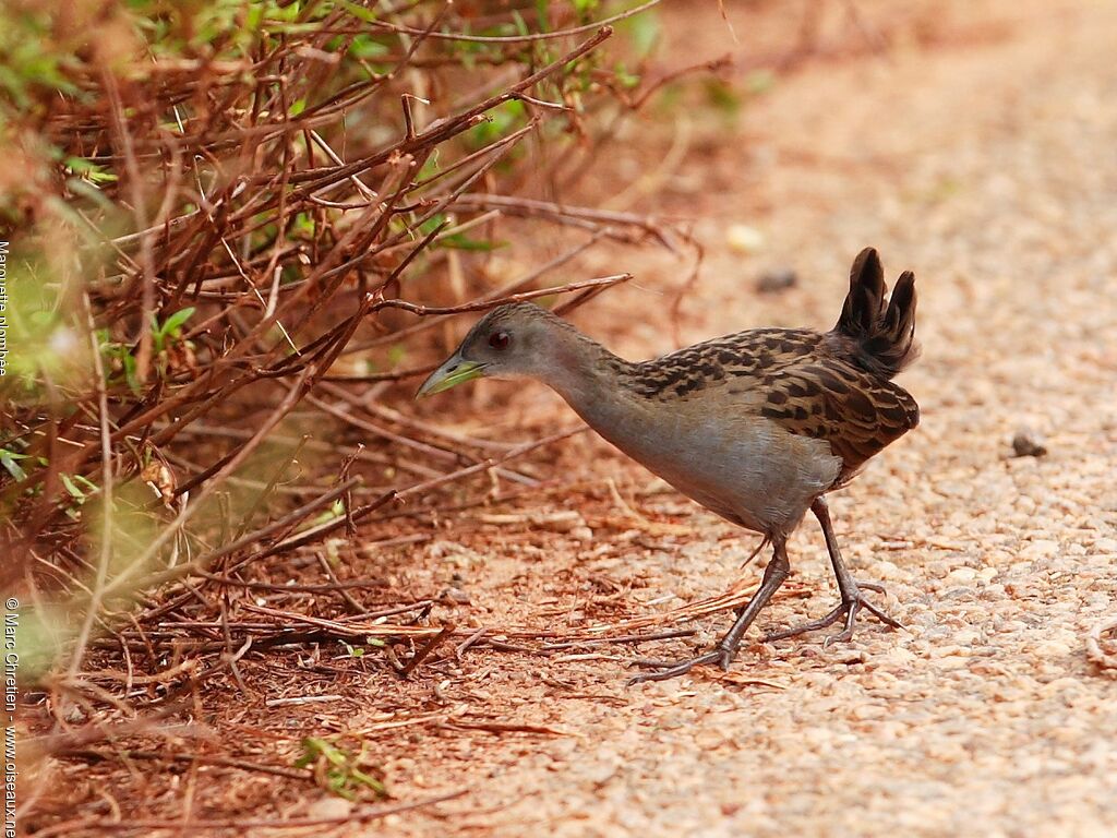 Marouette plombéeadulte