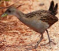 Ash-throated Crake