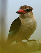 Brown-hooded Kingfisher