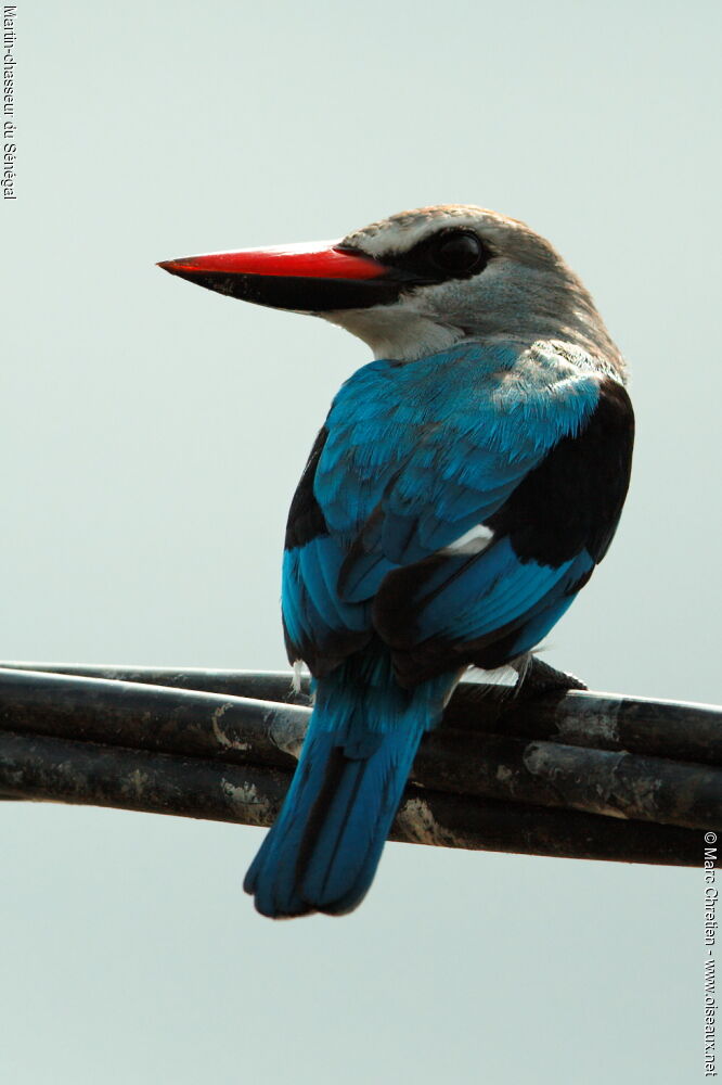 Martin-chasseur du Sénégal, identification