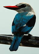 Woodland Kingfisher