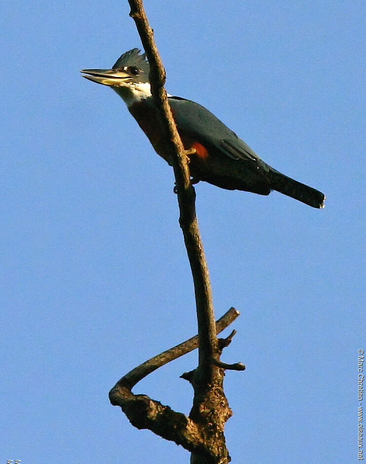 Ringed Kingfisher