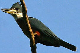 Ringed Kingfisher