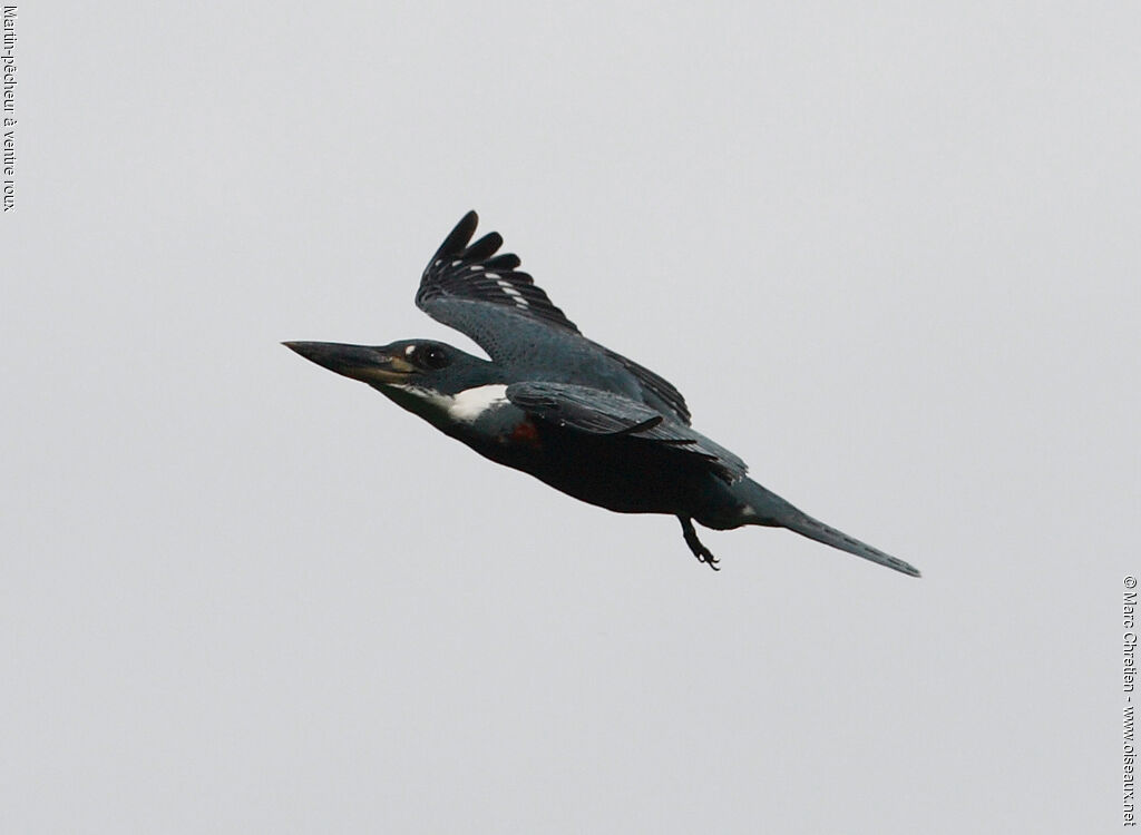 Ringed Kingfisher