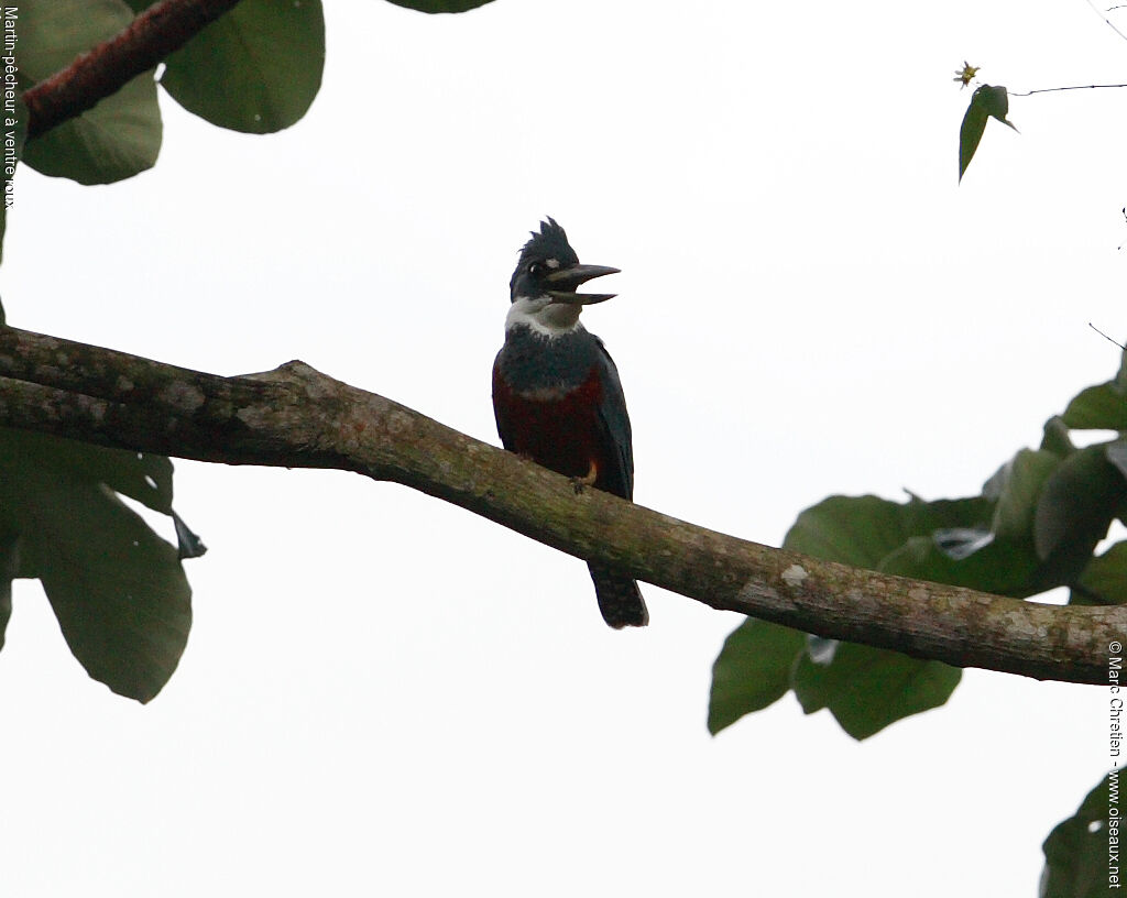 Ringed Kingfisher