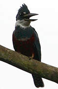 Ringed Kingfisher