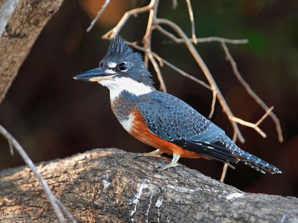 Martin-pêcheur à ventre roux femelle adulte, identification