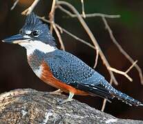 Ringed Kingfisher