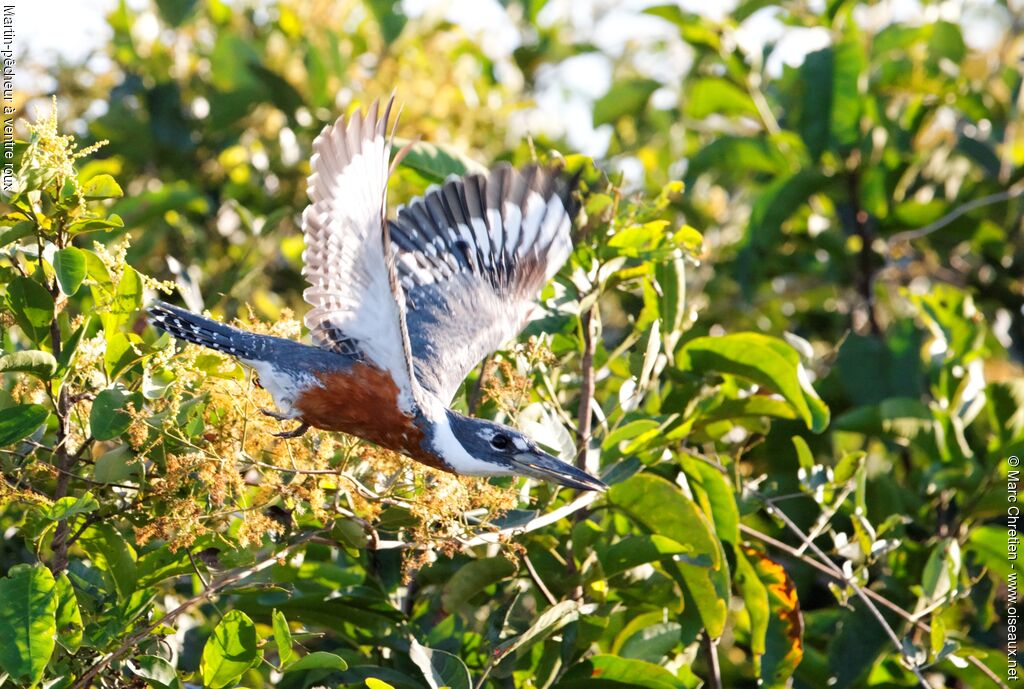 Ringed Kingfisher male